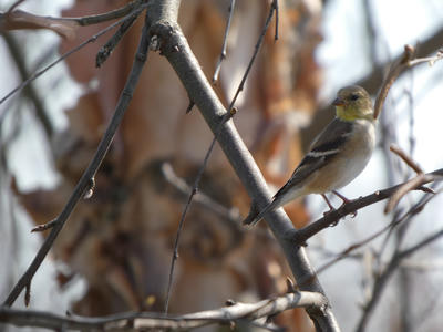 1 star photos, 5 star birds