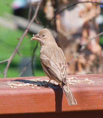 2 star photos, 5 star birds