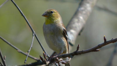 3 star photos, 5 star birds